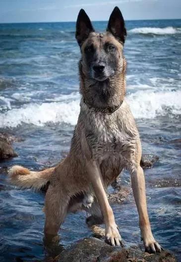 还分不清马犬和德牧的区别？搞清这些，你就再也不会犯傻啦