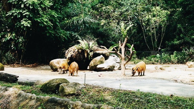 狮城新加坡自由行,新加坡7日游攻略