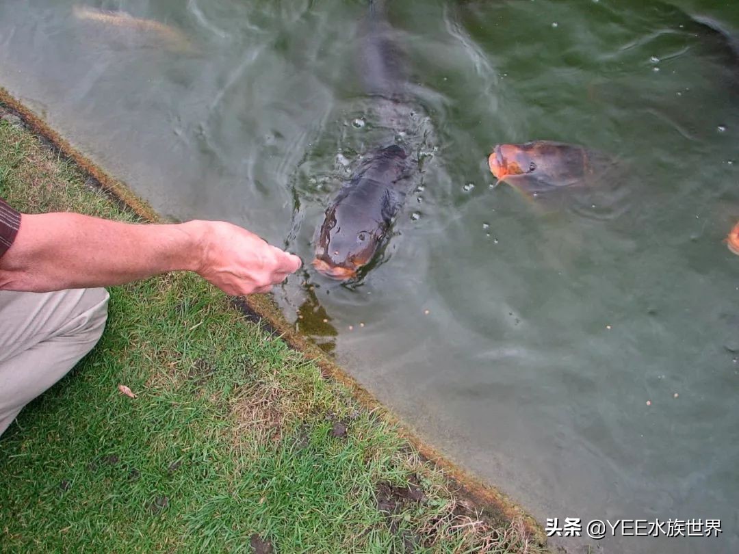 新鱼开口喂什么,新鱼喂活食开口