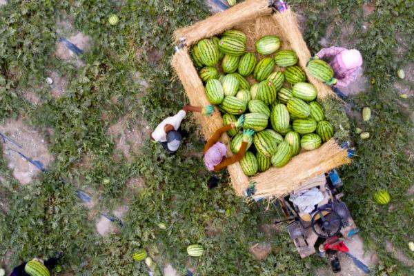 宁夏禁止种植硒砂瓜补偿政策,宁夏禁止种植硒砂瓜
