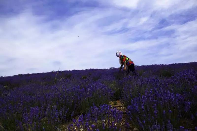 紫色胜境美翻了，世界第三大薰衣草芳香小镇竟然就在山东潍坊
