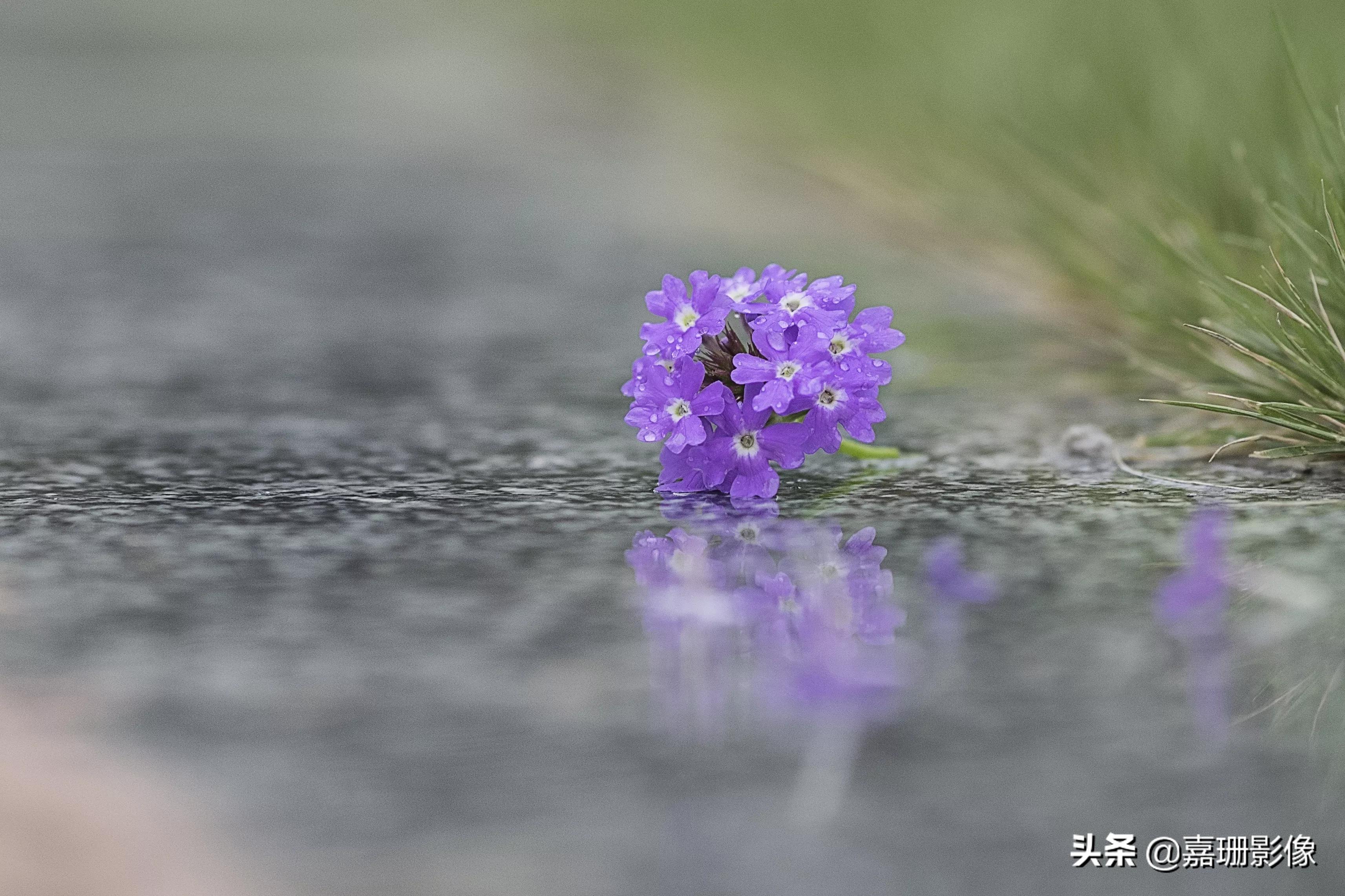 看看花容,听听花语2020年我镜头里的百种花卉
