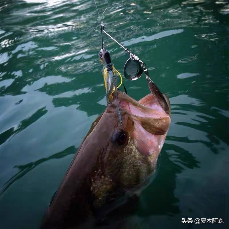 路亚不知道钓什么鱼用什么饵,路亚新手不会打前导怎么办