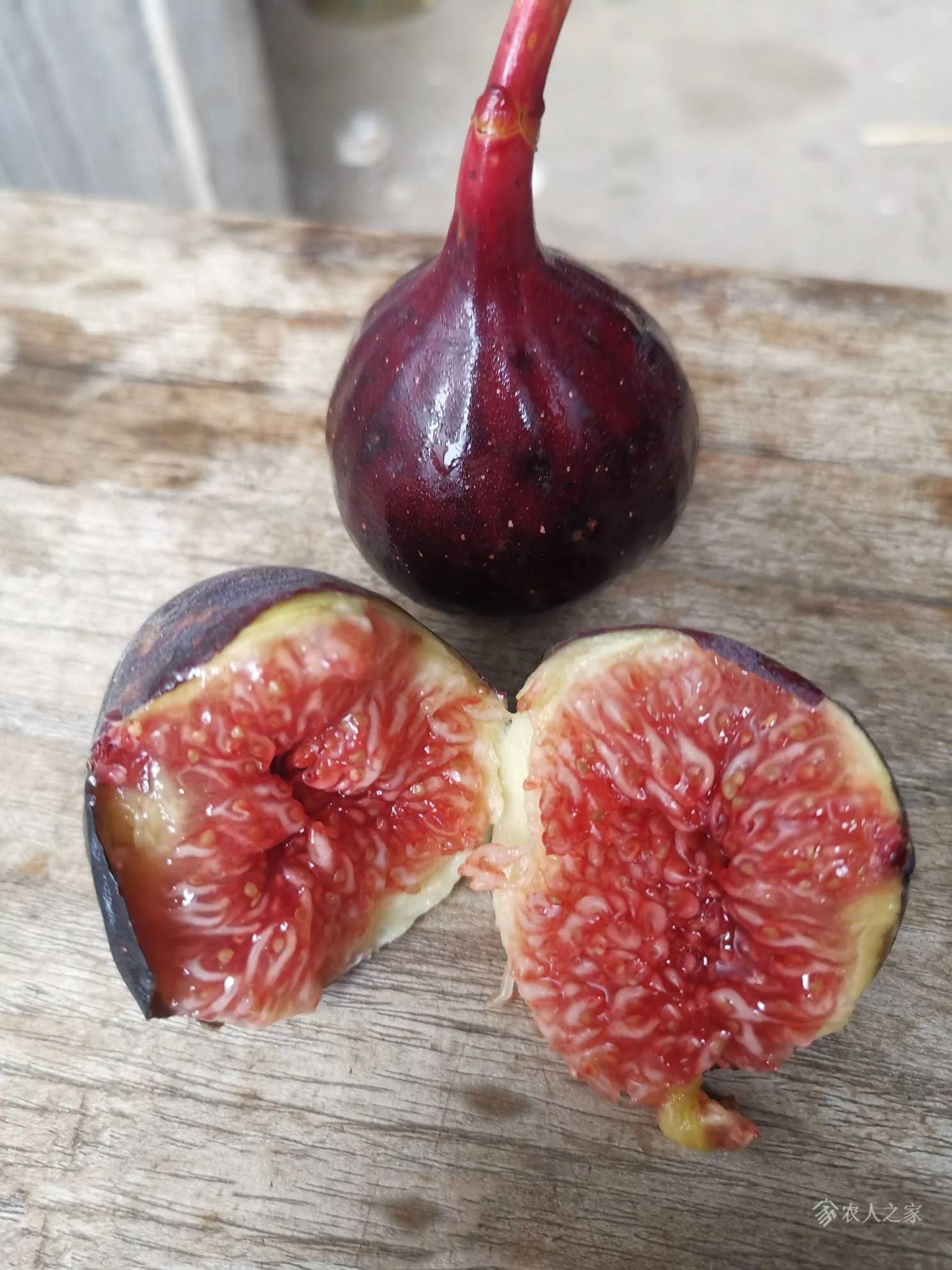 水果无花果品种大全,无花果市场畅销品种