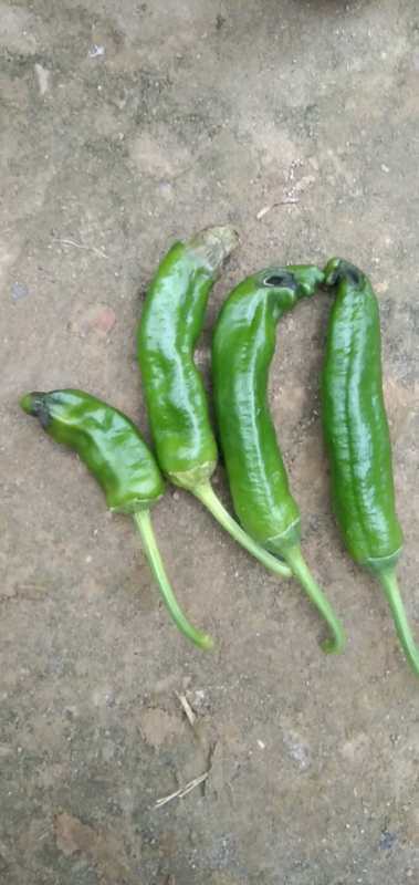 辣椒脐腐病打什么药最好,温室辣椒脐腐病