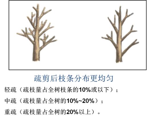 最全最完整的园林植物整形修剪技术规范(转自农林慧小妹,收藏)