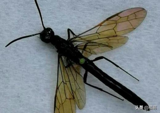 对付月季茎蜂，用钢针扎，多扎几次，掌握了技巧一扎一个准