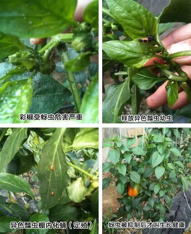 了不起的害虫生物防治“英雄”——瓢虫