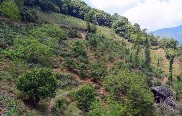 勐库十八寨茶区图,勐库茶十八寨排名