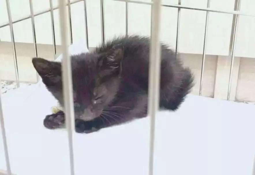 猫德动物医院治猫瘟,福懋动物医院好不好