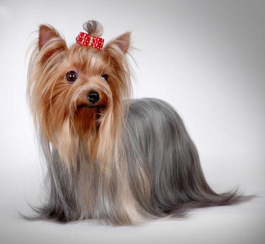 世界上所有的狗品种图片,世界最名贵的狗前十名及其简介