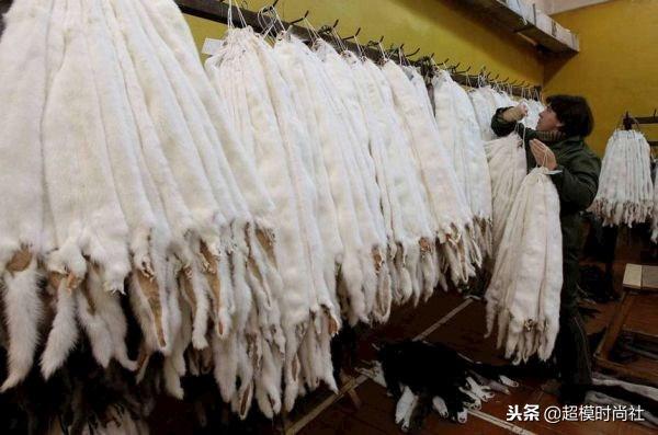 FENDI至今仍使用动物皮草，为何还受杨紫何穗奚梦瑶等众星宠爱？