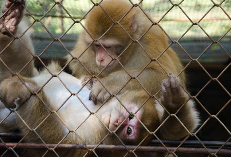 登封野生动物园什么时候建,登封动物园最新规划