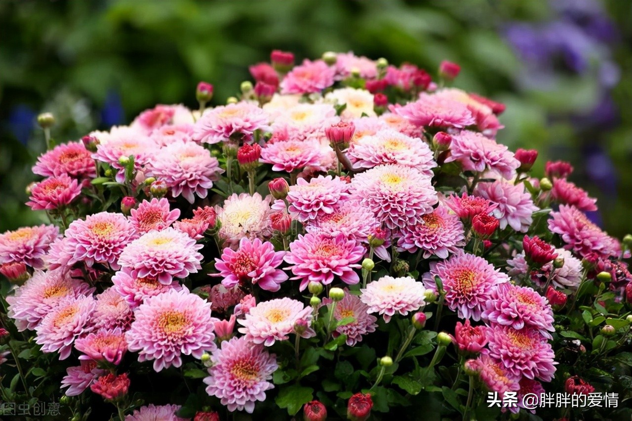 愿所有的后会有期都是别来无恙,愿所有后会有期都是别来无恙