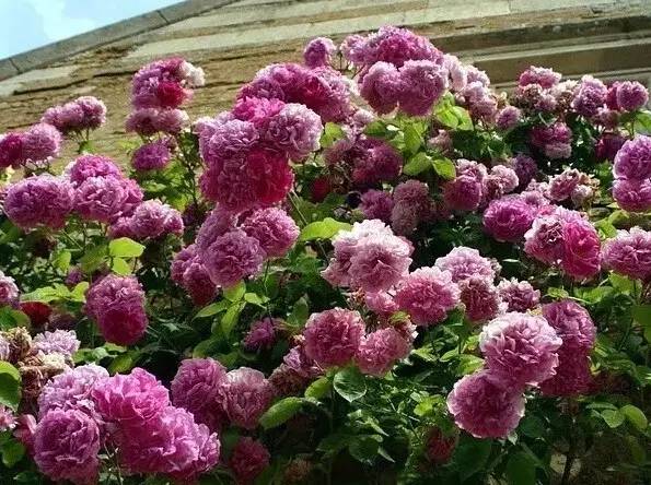 玫瑰与月季如何识别开什么颜色花,鲜花玫瑰和月季的区别图解