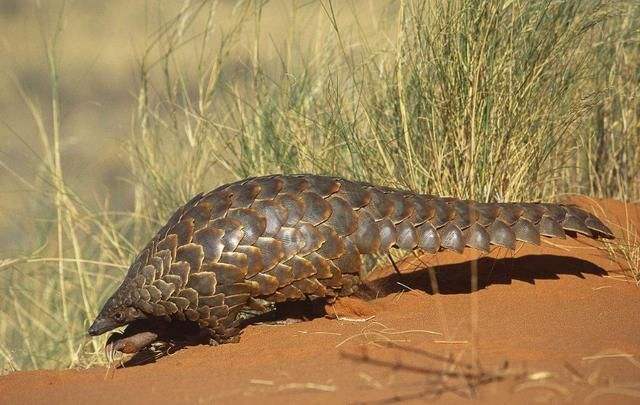 中华穿山甲的生存现状,关于中华穿山甲现在的情况