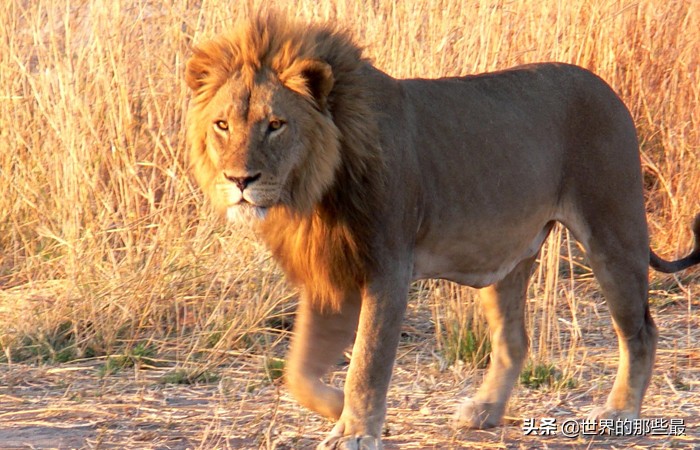 为什么老虎能打架败狮子,老虎打架一掌的威力