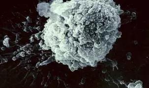 真菌毒素检测仪检测黄曲霉毒素,黄曲霉毒素用elisa检测