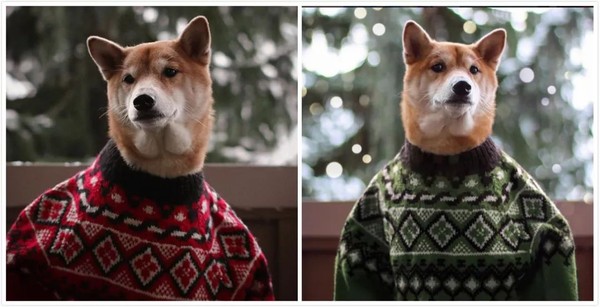 帅到各种时尚大牌求合作，它居然是条狗……你们信吗？