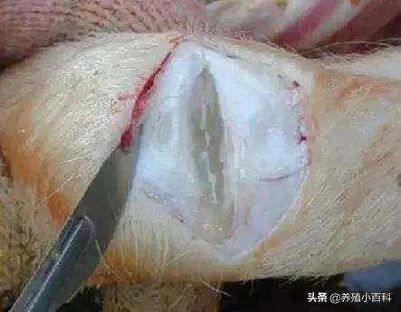 副猪链球防治方法,副猪链球怎么引起的