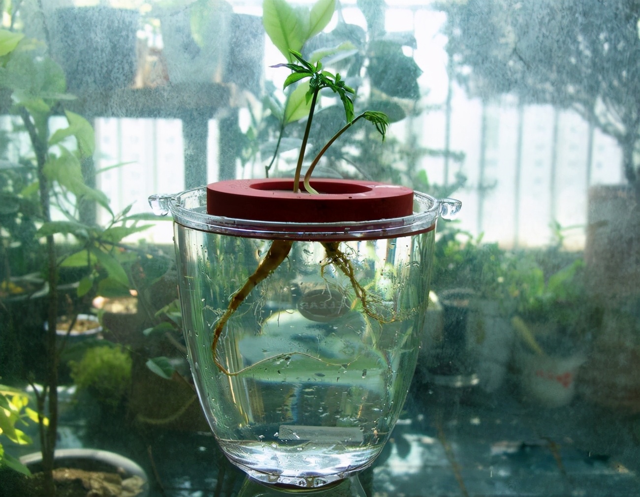 怎么用人参种子种人参,人参须能种出人参吗