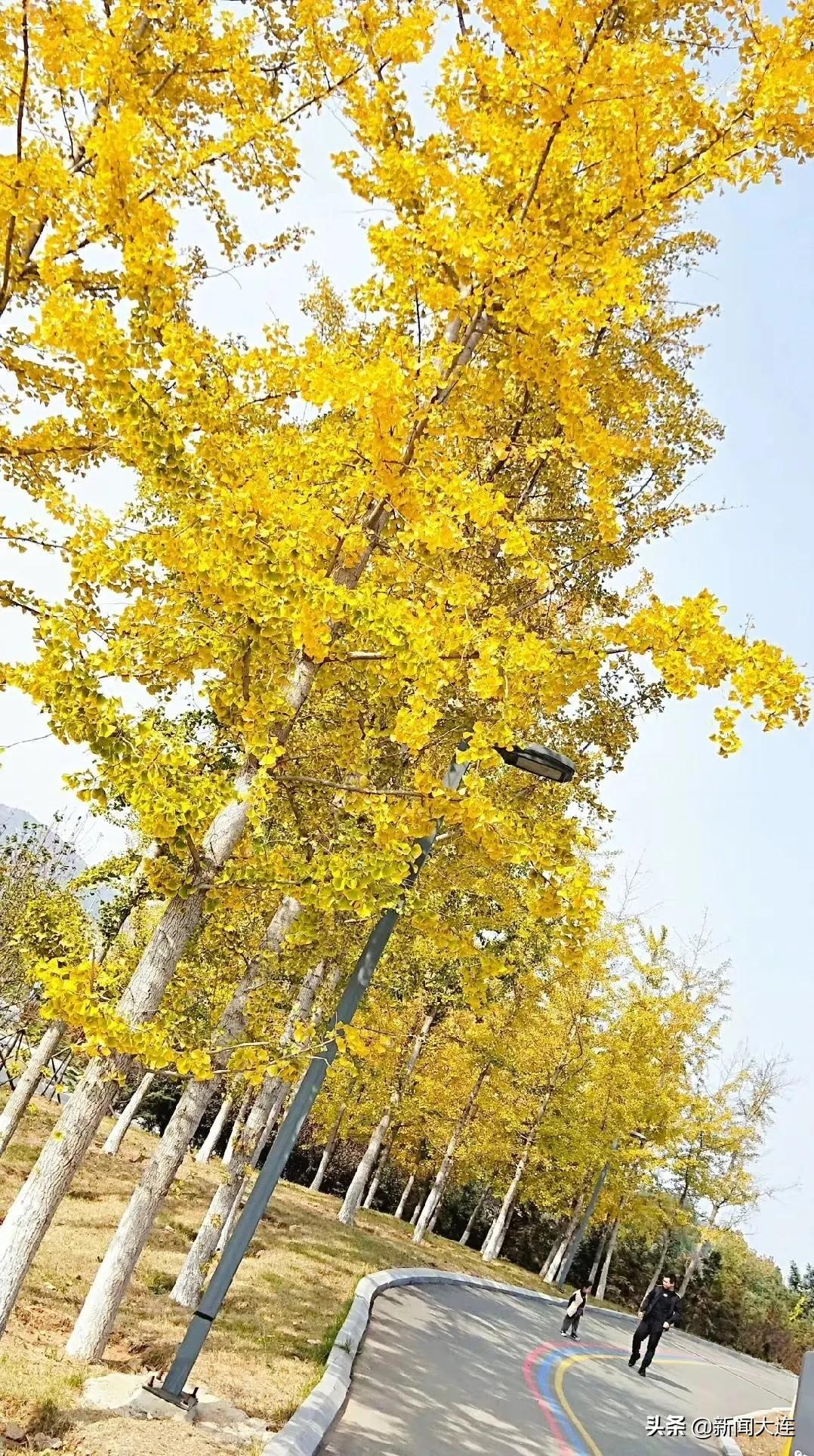 赏秋不必远行！大连这些地方美得正当时