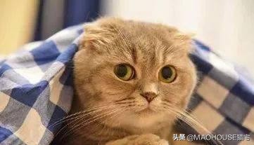 清除猫皮屑的方法,猫身上的皮屑用什么药