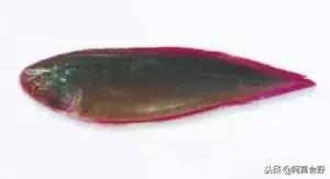 便宜常见海鲜鱼有哪些,各种名贵鱼的种类