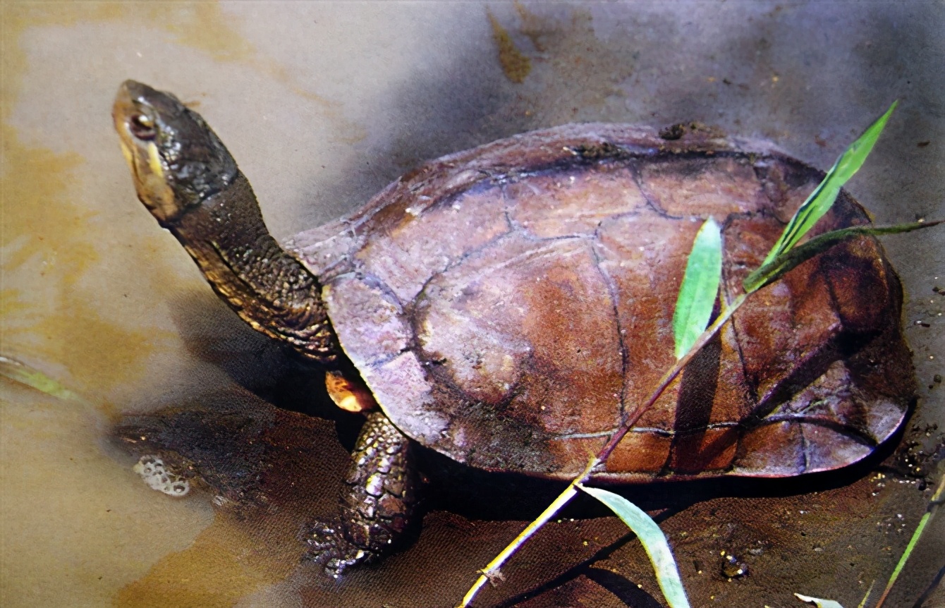 龟类大百科,大眼睛龟类
