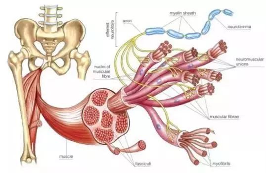 初中生体育马步深蹲,体育课100个抱头深蹲