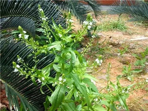 那些常见却叫不上名字的野花野草,常见的野花野草却是农家之宝