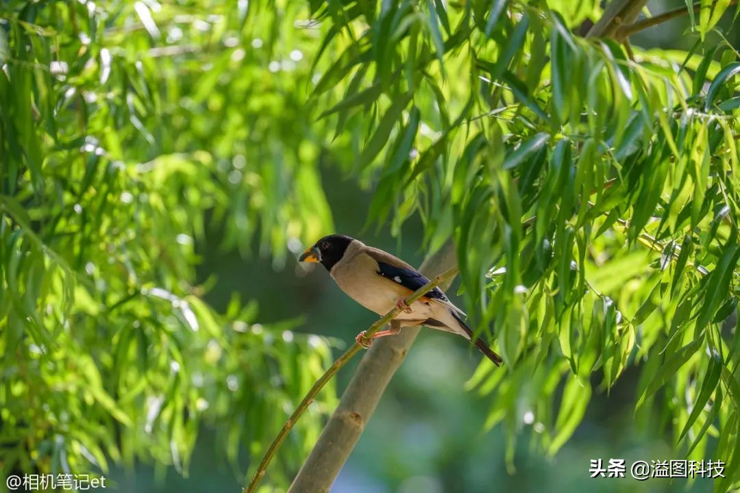 今天有几款新镜头刚刚开卖