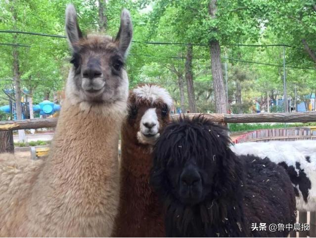 潍坊金宝乐园一日游价格,潍坊金宝乐园旅游攻略