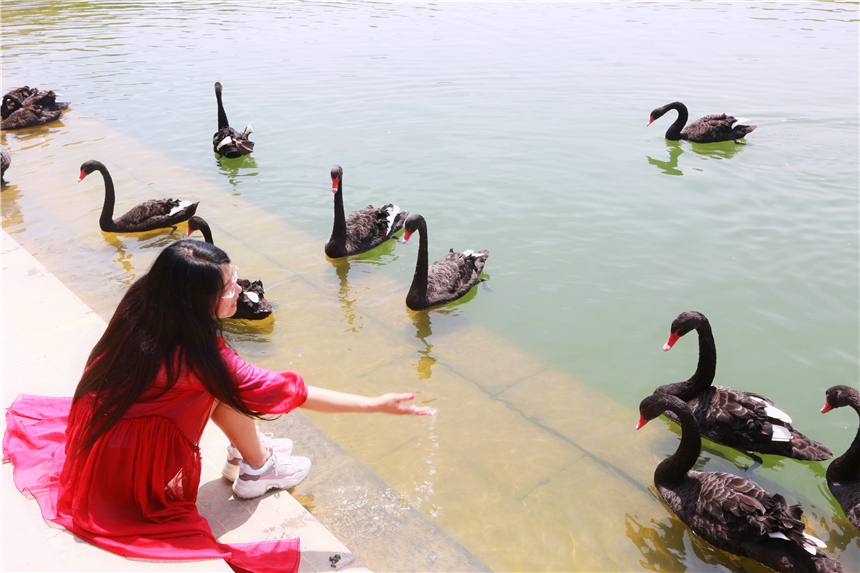 初夏河南,找寻童心,邂逅伏羲山的斜阳,一颗心萌化在云上牧场
