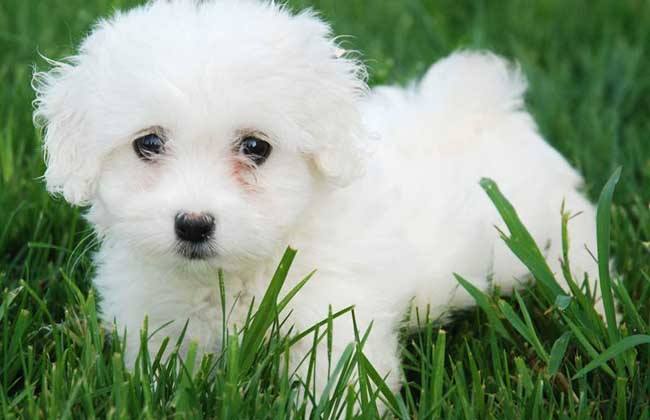 买比熊犬需要注意什么,购买比熊幼犬时怎么看泪痕