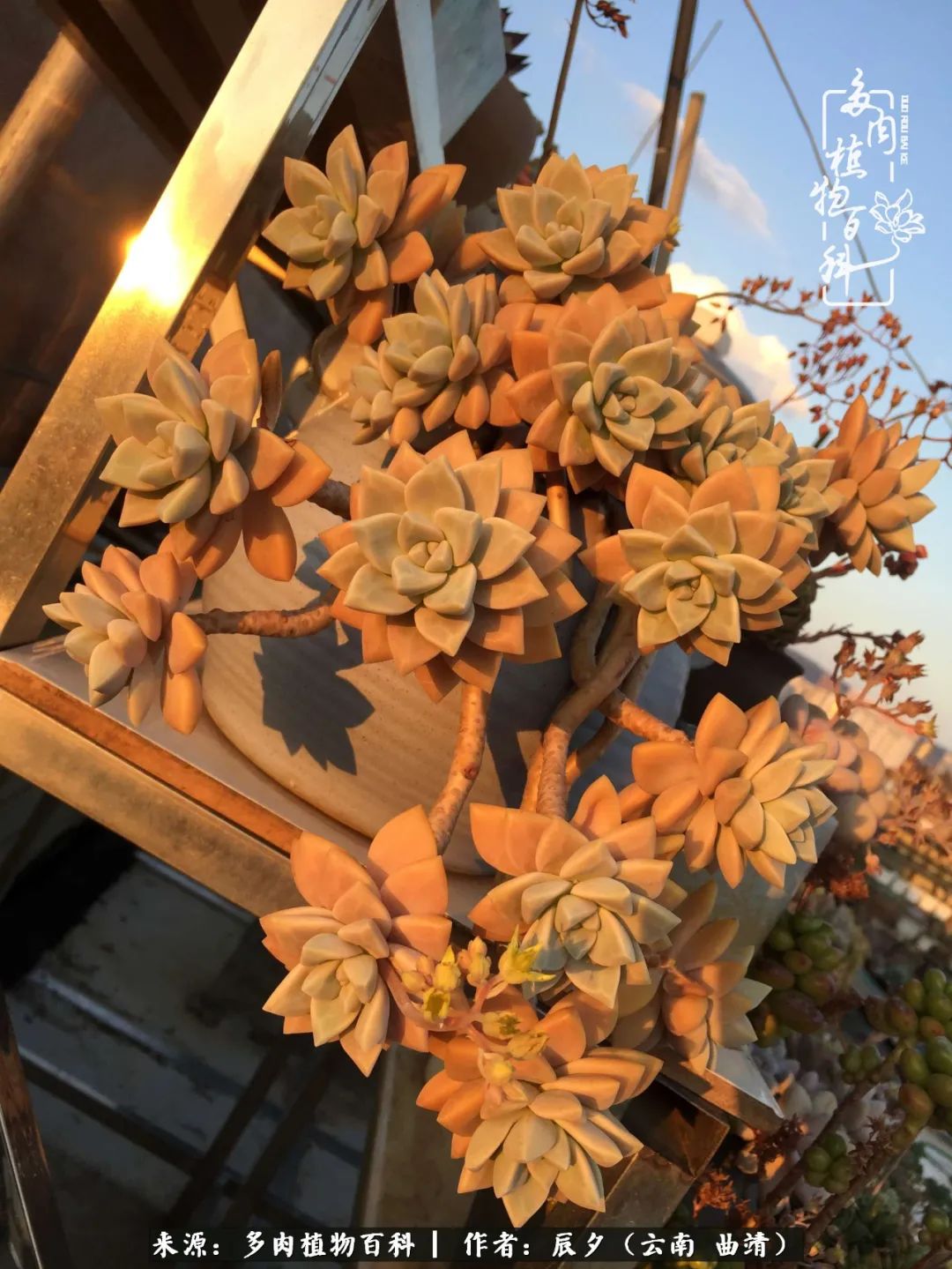 缂辩换鏃栨棊钁宠暏鐢熼,缂辩换鏃栨棊钁宠暏鐢熼鍑哄