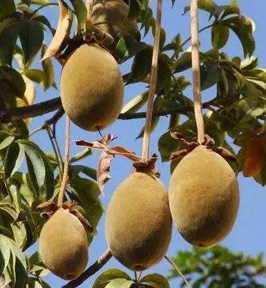 植物都有哪些奇妙之处,植物的奇特现象有哪些