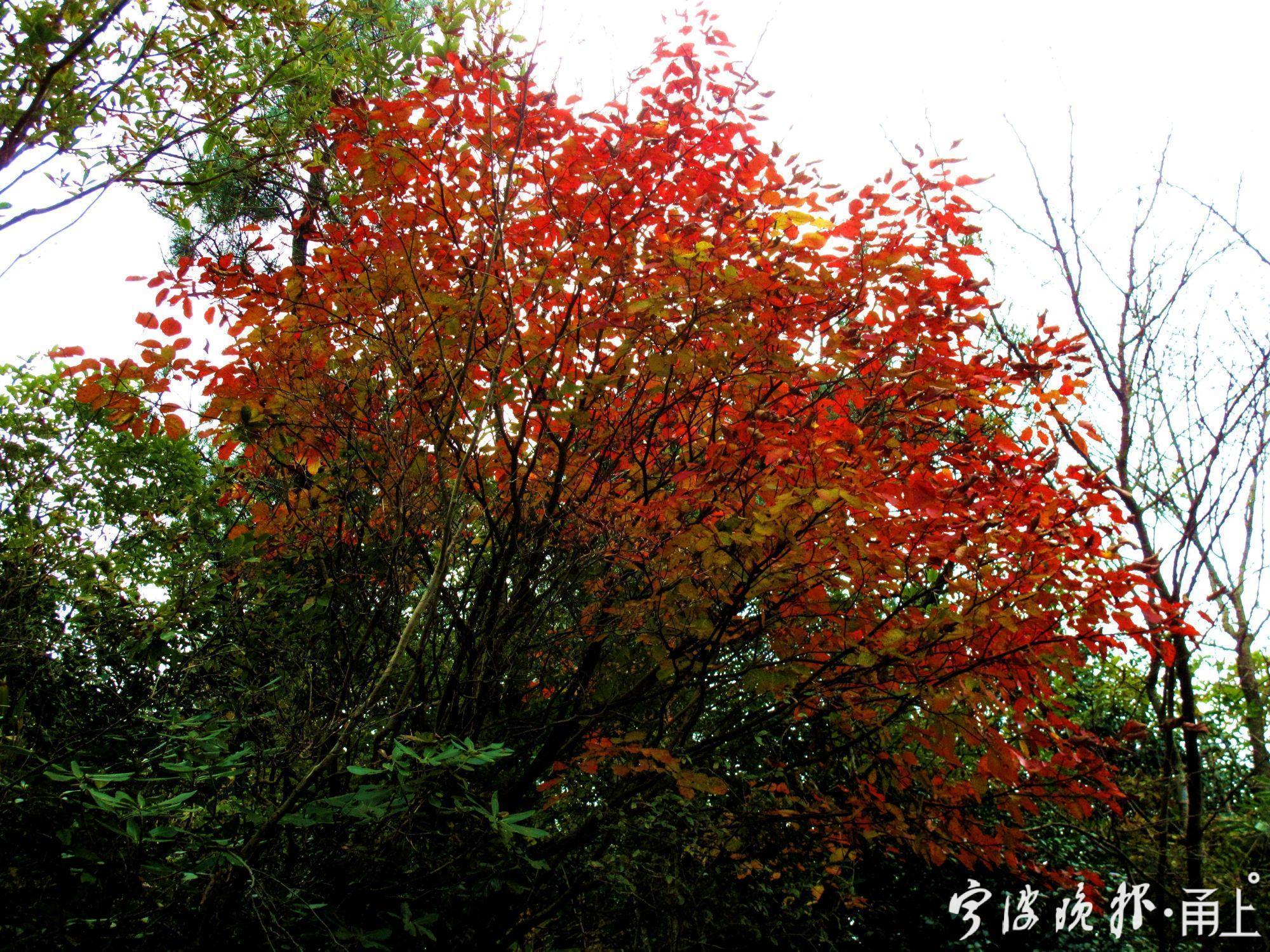 四明山美景,宁波四明山枫叶美景