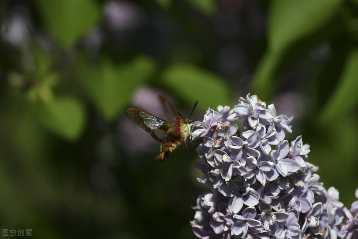 52个英文晨读故事,52个英语晨读故事