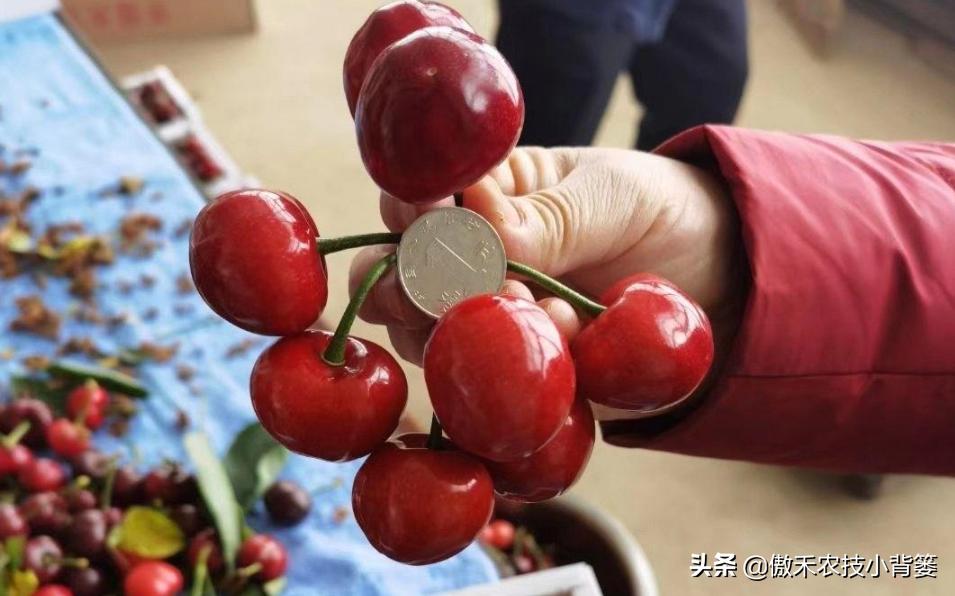 温室大棚大樱桃的高产栽培技术,一根棍大樱桃密植高产树形管理