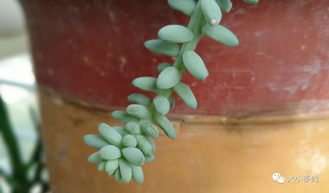 大小多肉,彩虹玉缀大群多肉