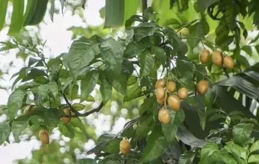 黄皮果用什么药治病虫害,黄皮果种植怎么才能获得高产