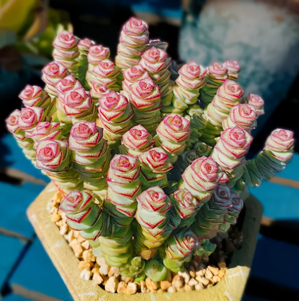 荷花多肉叶插成活率高吗,多肉淡雪叶插成活率高吗