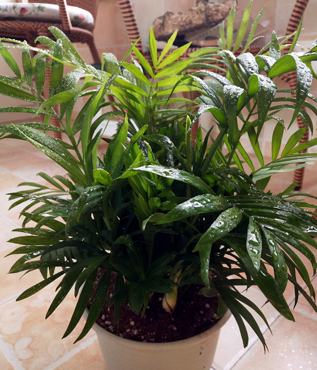 袖珍椰子客厅绿植怎么养,袖珍椰子在家里养有什么好处