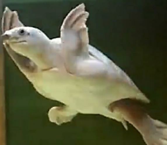 猪鼻龟适合多大的缸养,养了一条龙鱼和一只猪鼻龟好吗