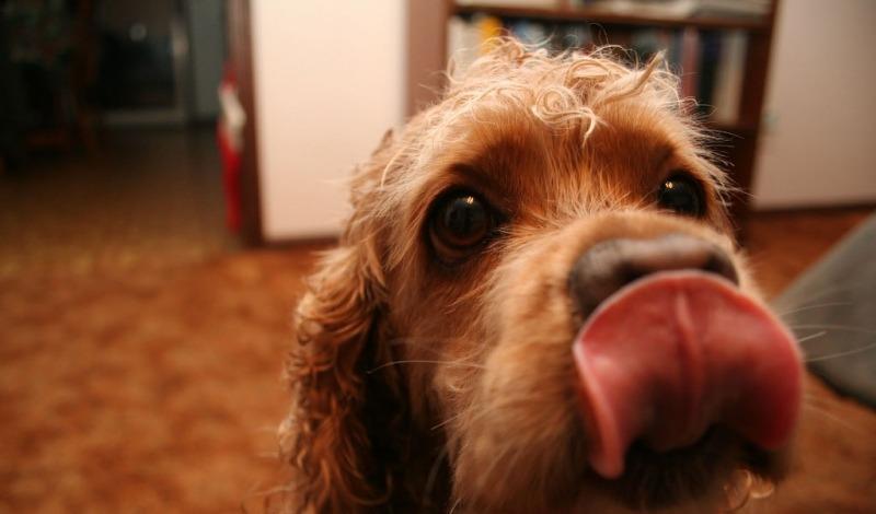 犬窝咳狗狗不吃不喝怎么办,狗狗得了犬窝咳可以带它出门吗