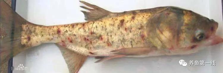 鱼身上有红斑用什么药治理,鱼身上有红斑怎么解决