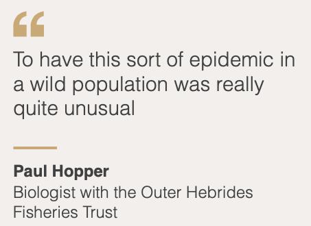 “最毒僵尸鱼”,外媒曝挪威三文鱼养殖乱象,看完胃不好了