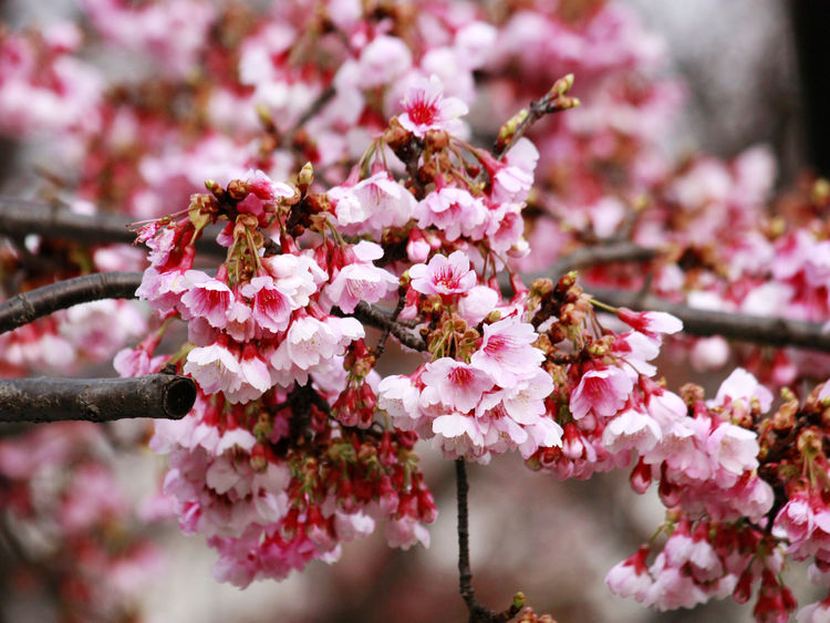 上海顾村公园樱花时间,2022上海顾村公园樱花开了吗