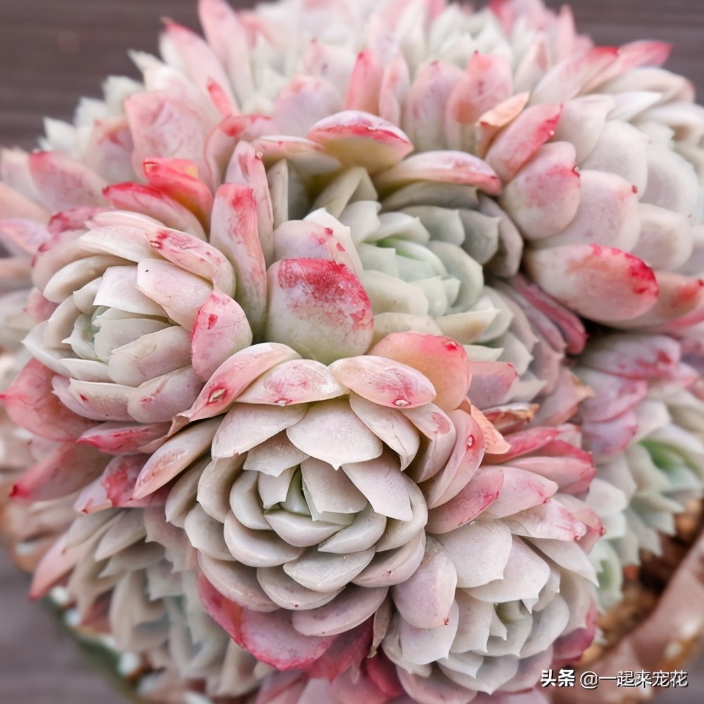 养冰玉多肉的正确方法,多肉冰莓月影养殖方法